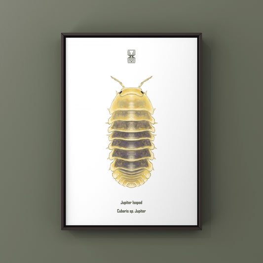 Jupiter Isopod, Cubaris sp. Jupiter, Photographic Art Print
