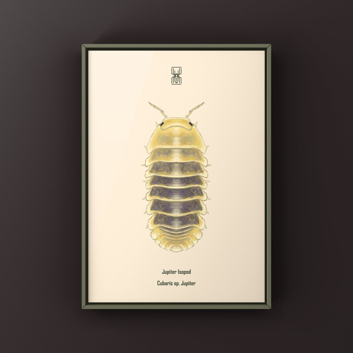 Jupiter Isopod, Cubaris sp. Jupiter, Photographic Art Print