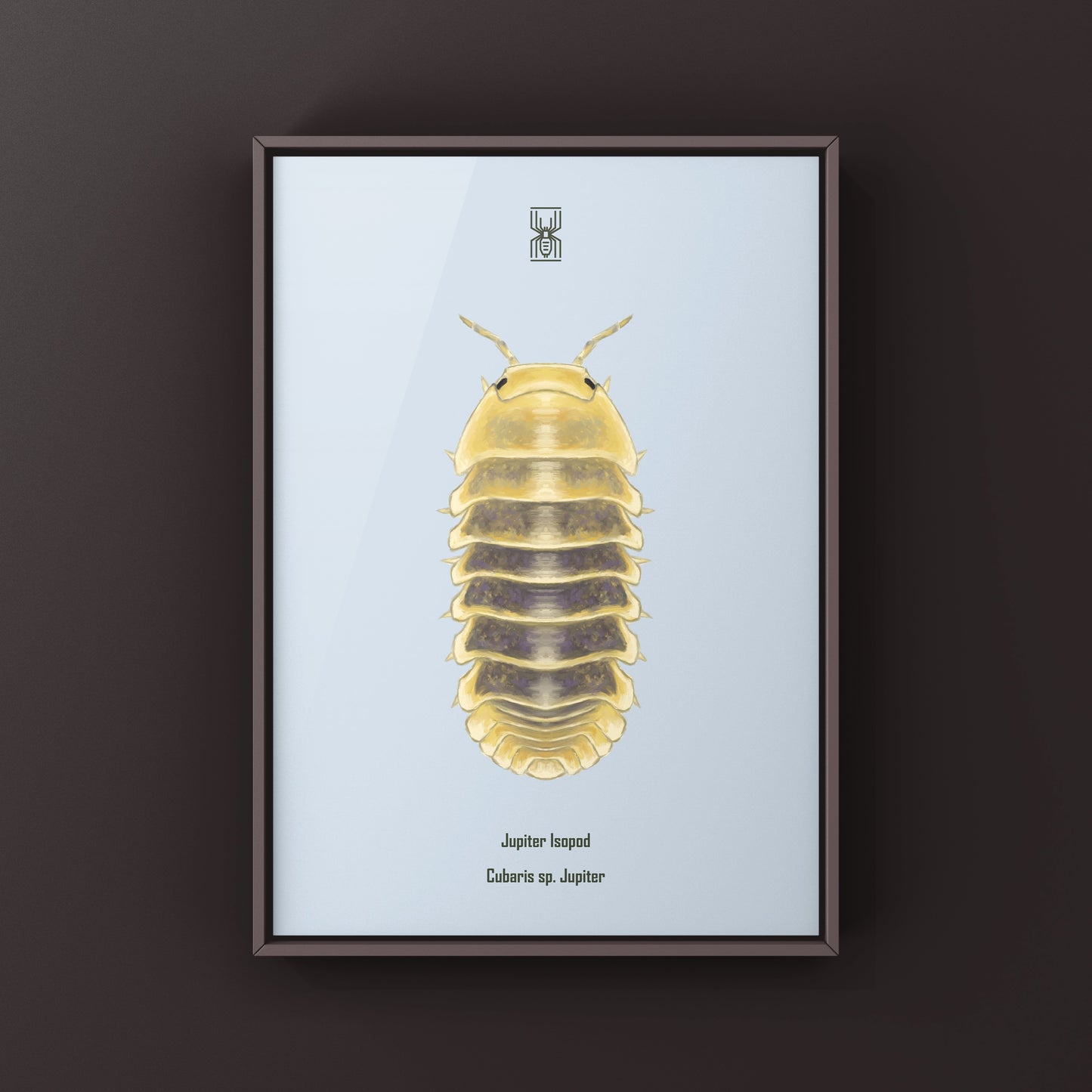 Jupiter Isopod, Cubaris sp. Jupiter, Photographic Art Print