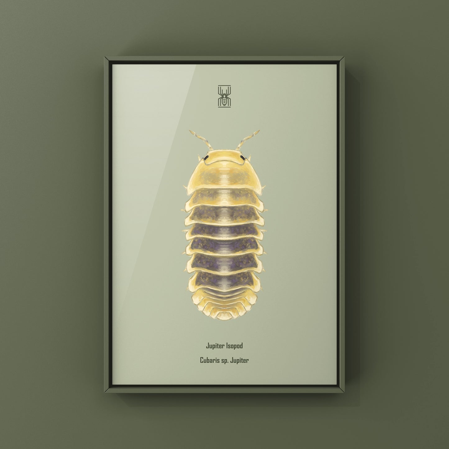 Jupiter Isopod, Cubaris sp. Jupiter, Photographic Art Print