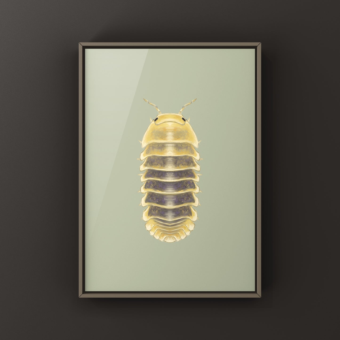Jupiter Isopod, Cubaris sp. Jupiter, Photographic Art Print