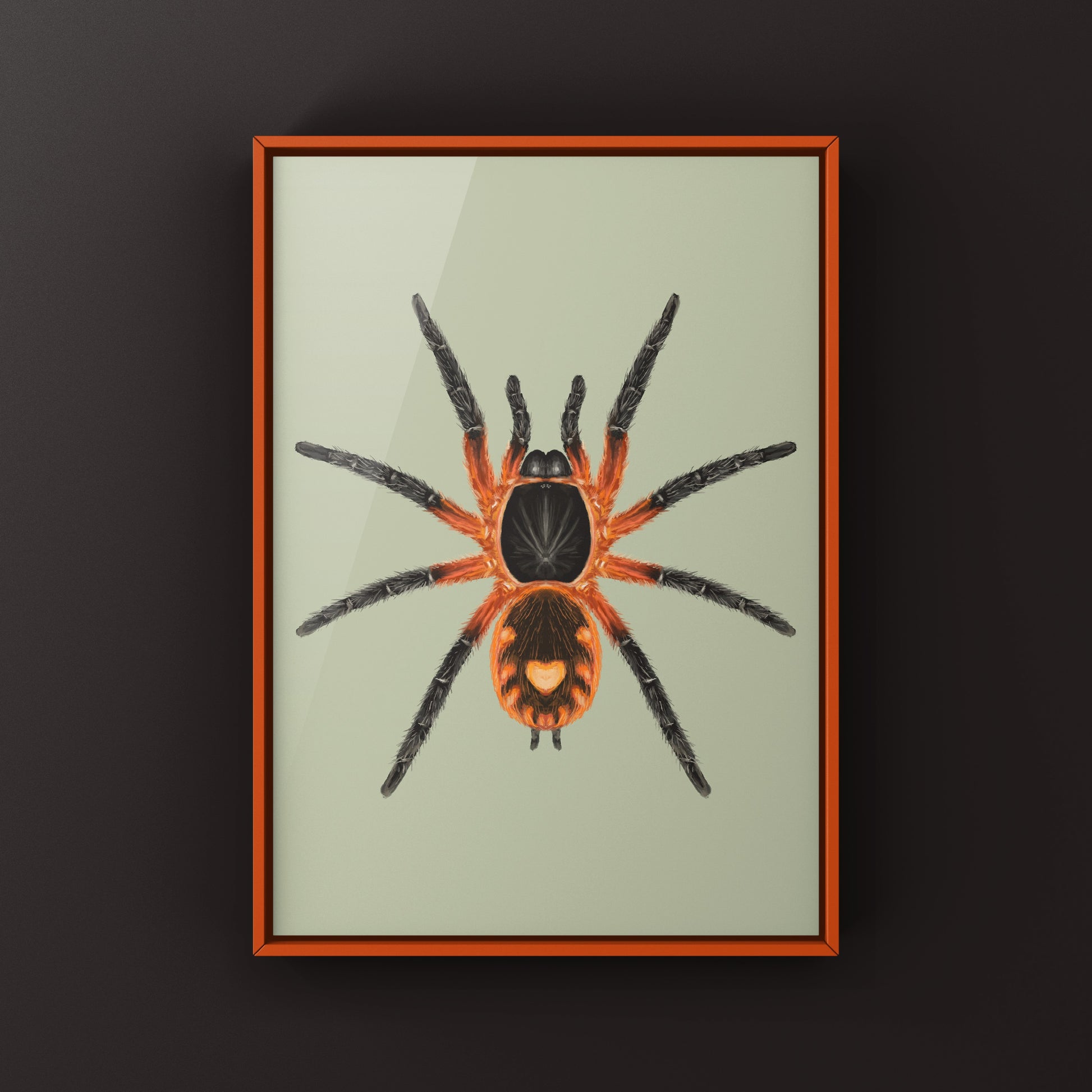 Lava Tarantula, Davus Sp Panama, Photographic Art Print from The Silk Ranch