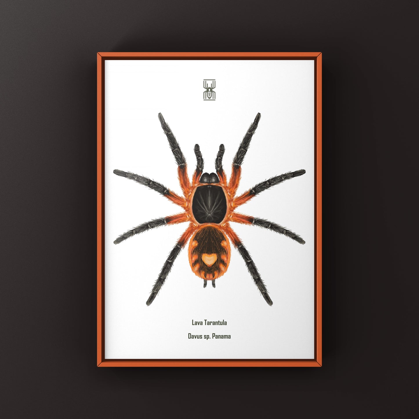 Lava Tarantula, Davus Sp Panama, Photographic Art Print from The Silk Ranch