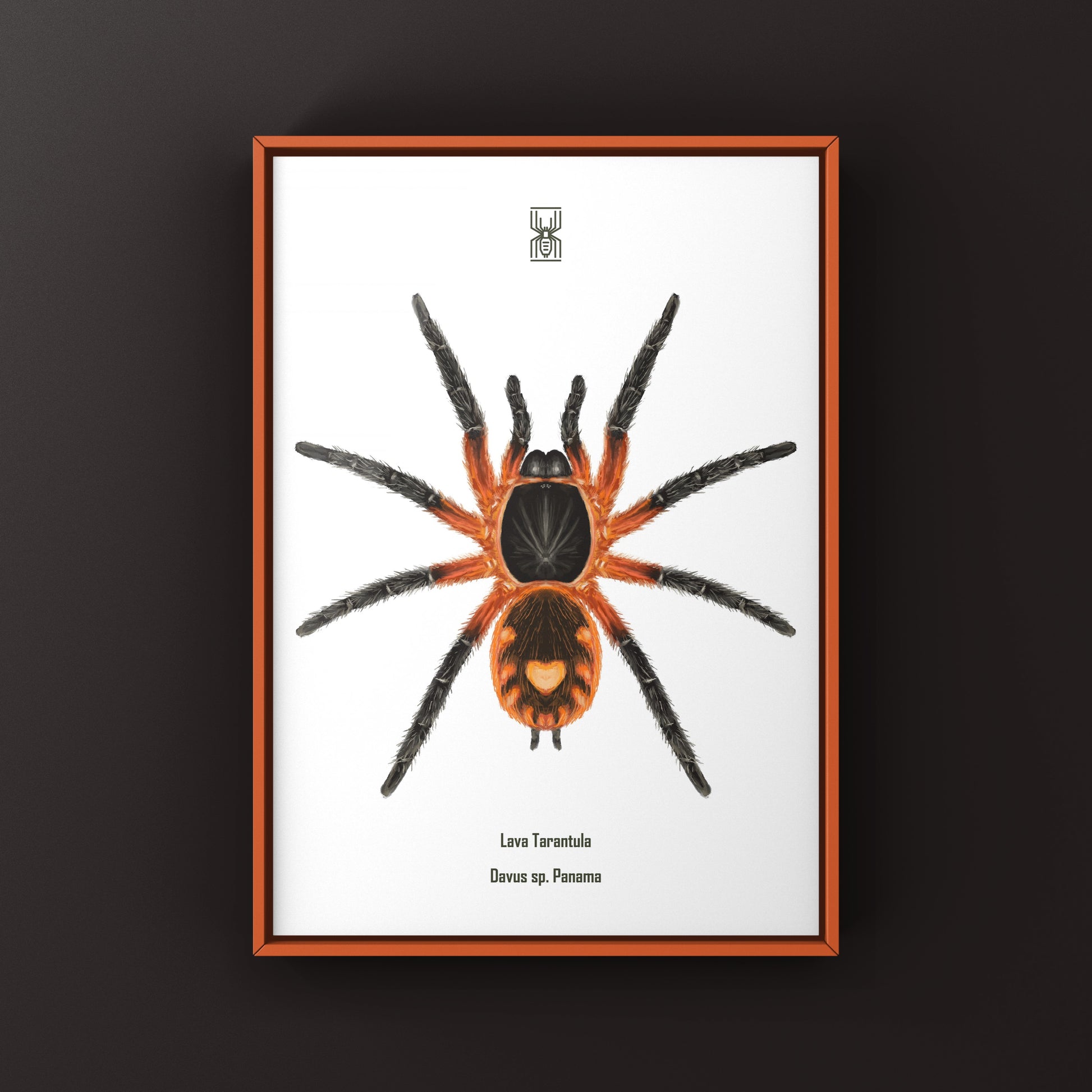 Lava Tarantula, Davus Sp Panama, Photographic Art Print from The Silk Ranch