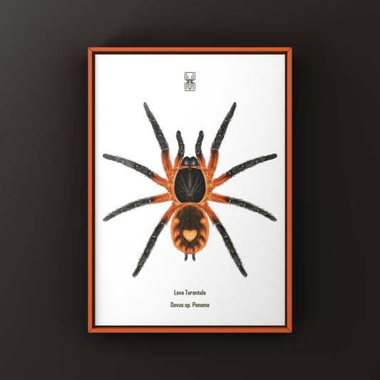 Lava Tarantula, Davus Sp Panama, Photographic Art Print from The Silk Ranch