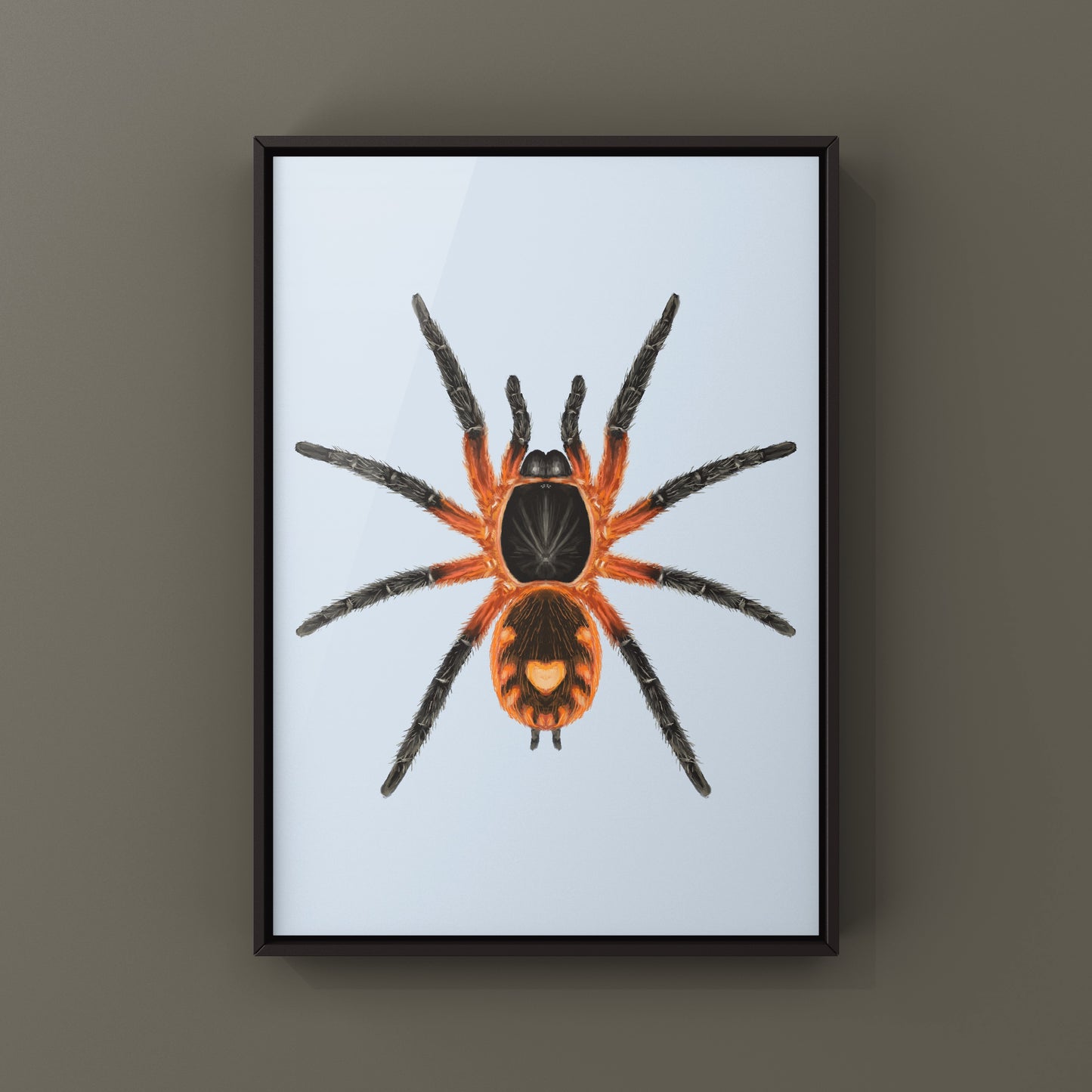 Lava Tarantula, Davus Sp Panama, Photographic Art Print from The Silk Ranch