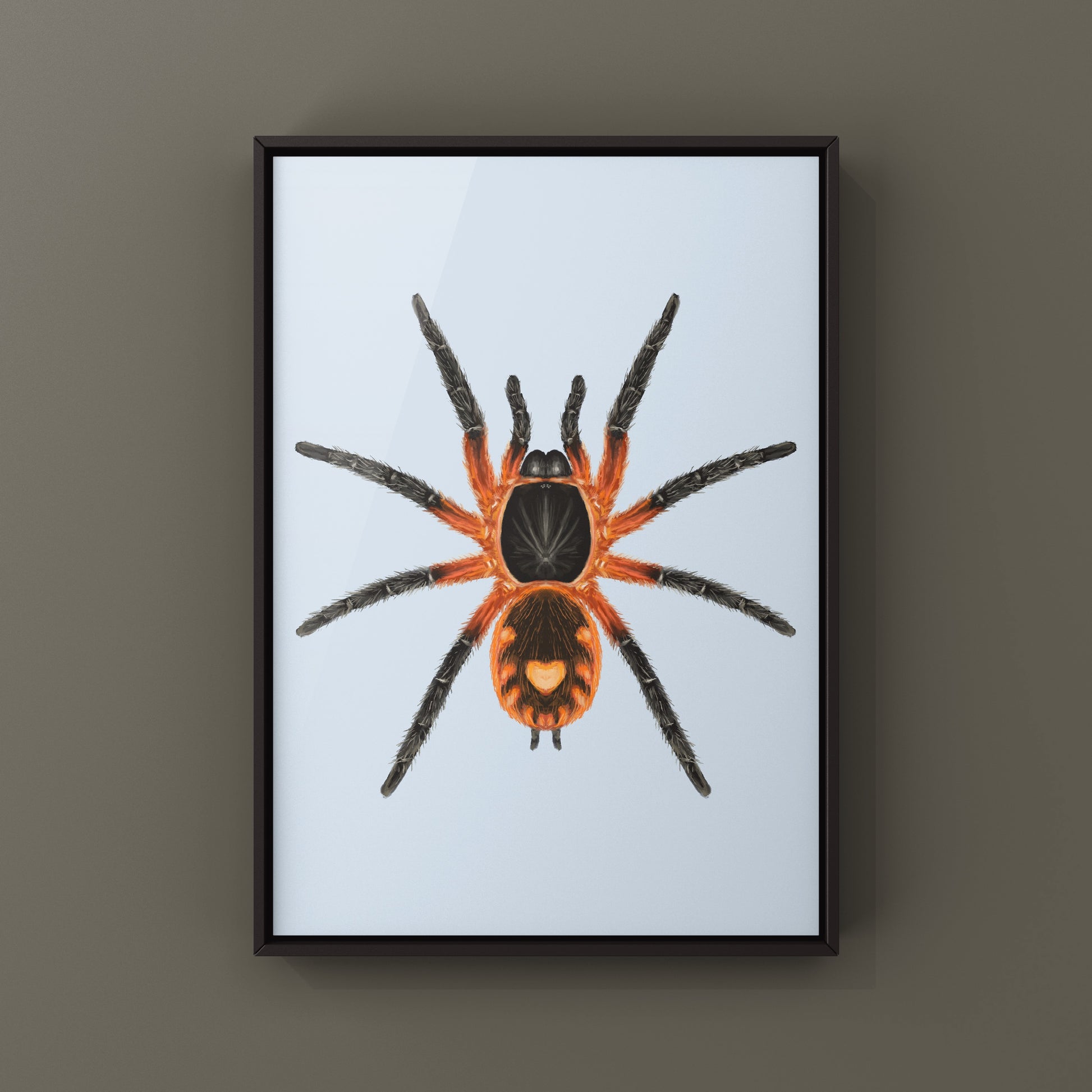 Lava Tarantula, Davus Sp Panama, Photographic Art Print from The Silk Ranch
