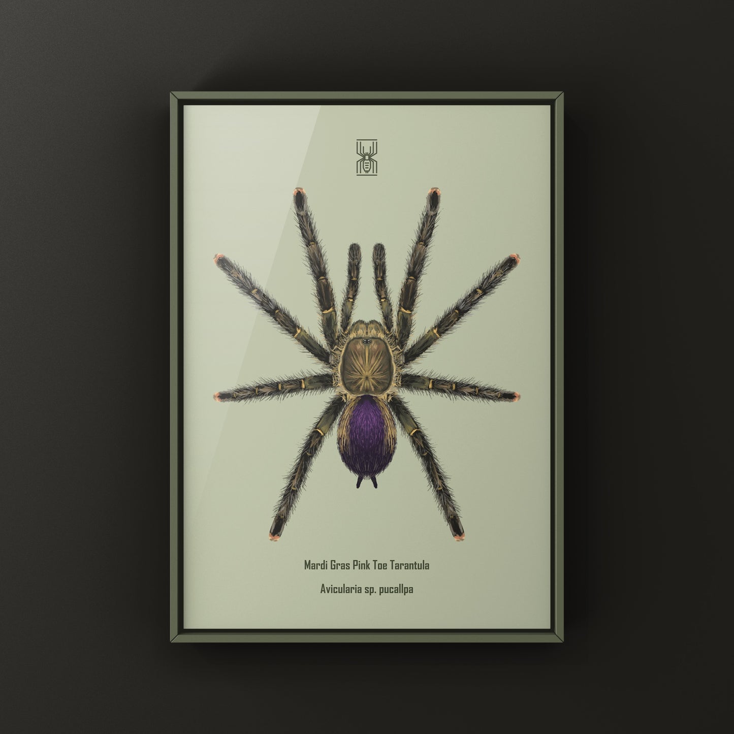 Mardi Gras Pinktoe Tarantula, Avicularia sp. Pucallpa, Photographic Art Print