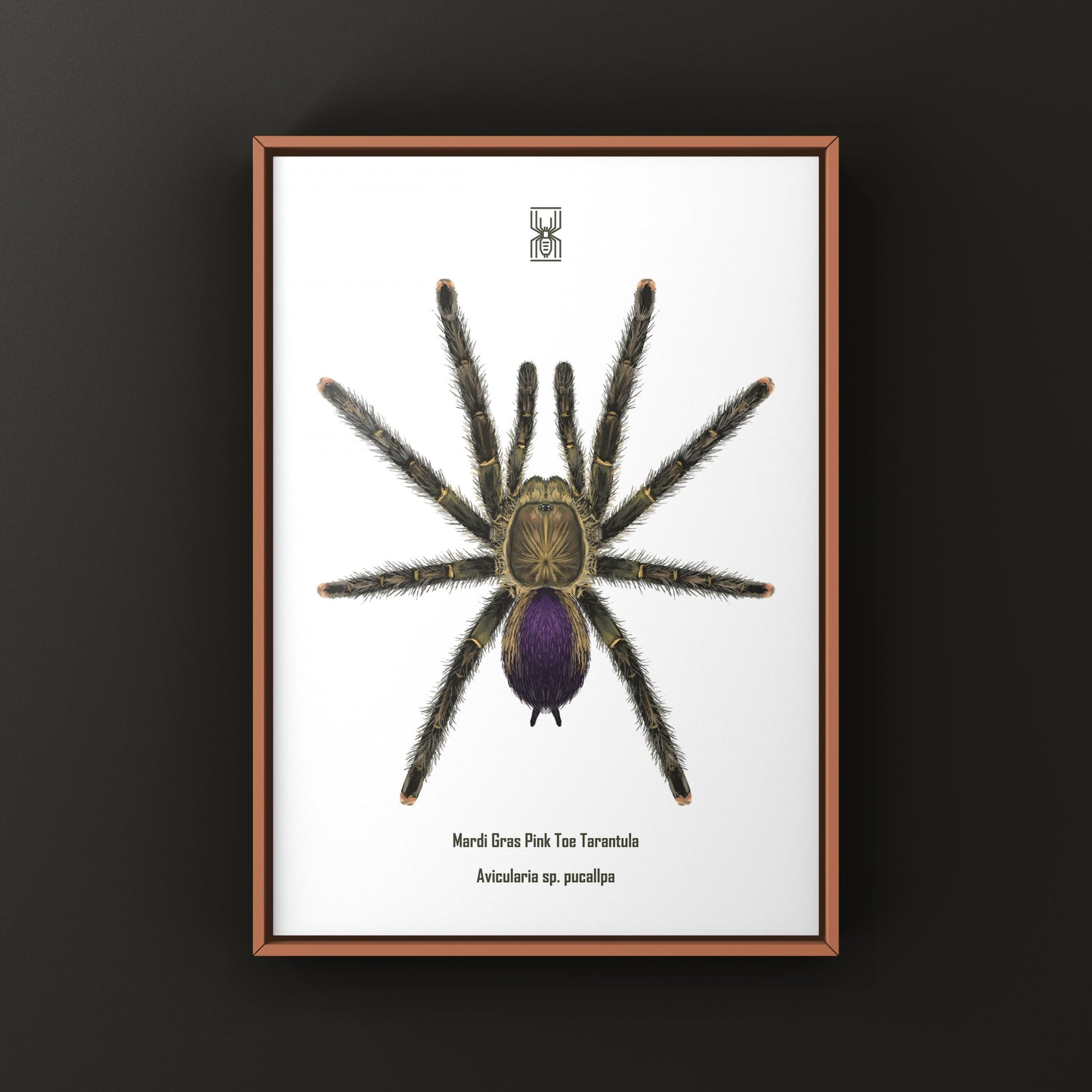 Mardi Gras Pinktoe Tarantula, Avicularia sp. Pucallpa, Photographic Art Print