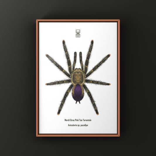 Mardi Gras Pinktoe Tarantula, Avicularia sp. Pucallpa, Photographic Art Print