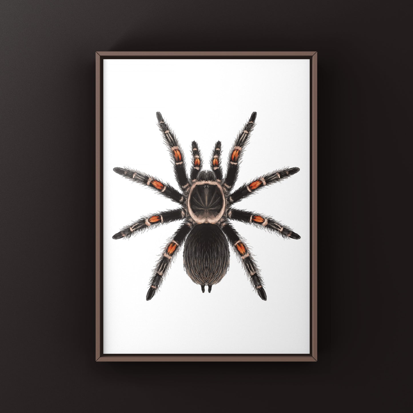Mexican Flame Knee Tarantula, Brachypelma Auratum, Photographic Art Print