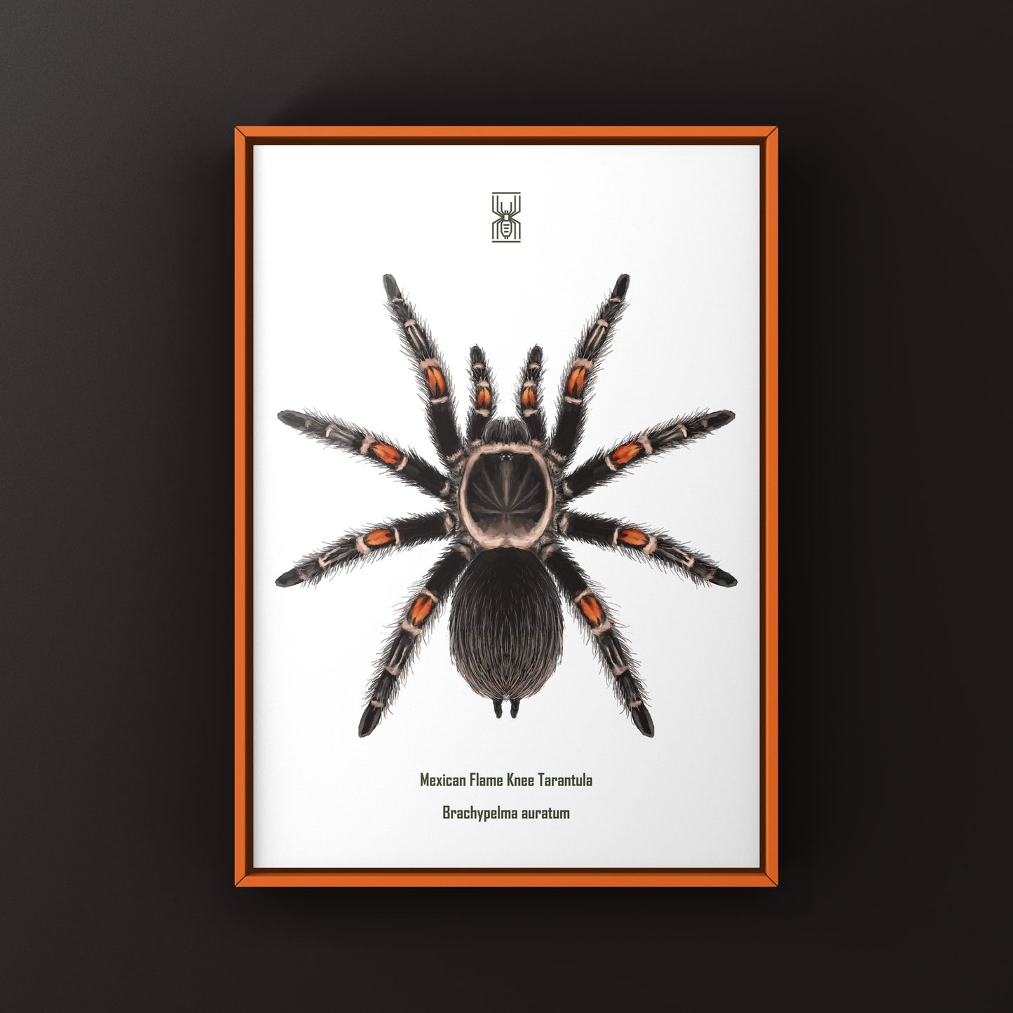 Mexican Flame Knee Tarantula, Brachypelma Auratum, Photographic Art Print