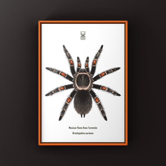 Mexican Flame Knee Tarantula, Brachypelma Auratum, Photographic Art Print