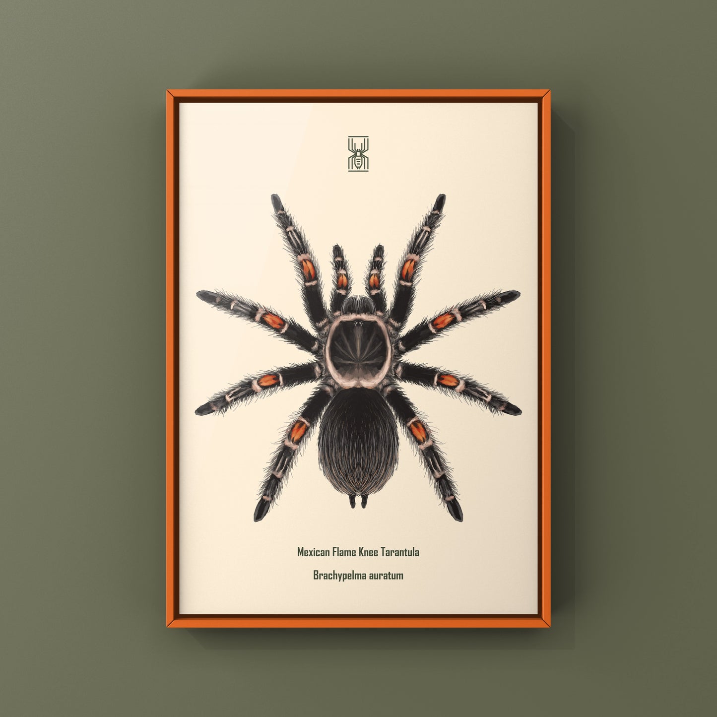 Mexican Flame Knee Tarantula, Brachypelma Auratum, Photographic Art Print