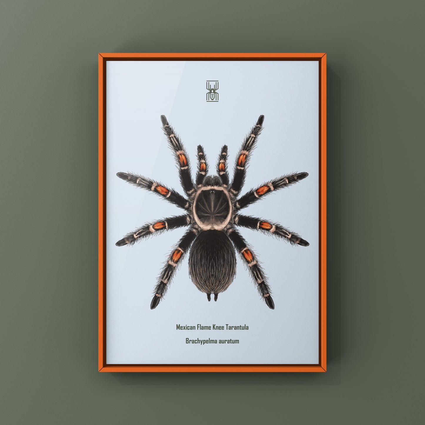 Mexican Flame Knee Tarantula, Brachypelma Auratum, Photographic Art Print