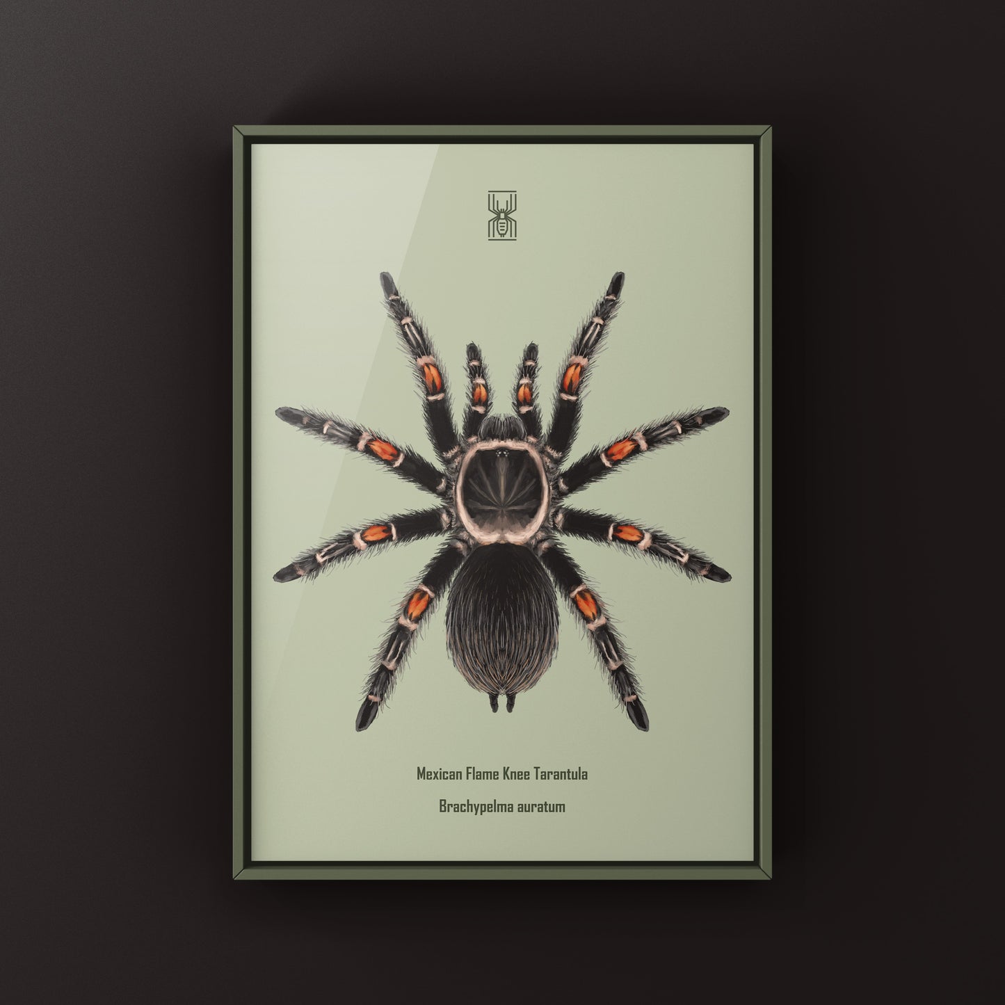 Mexican Flame Knee Tarantula, Brachypelma Auratum, Photographic Art Print