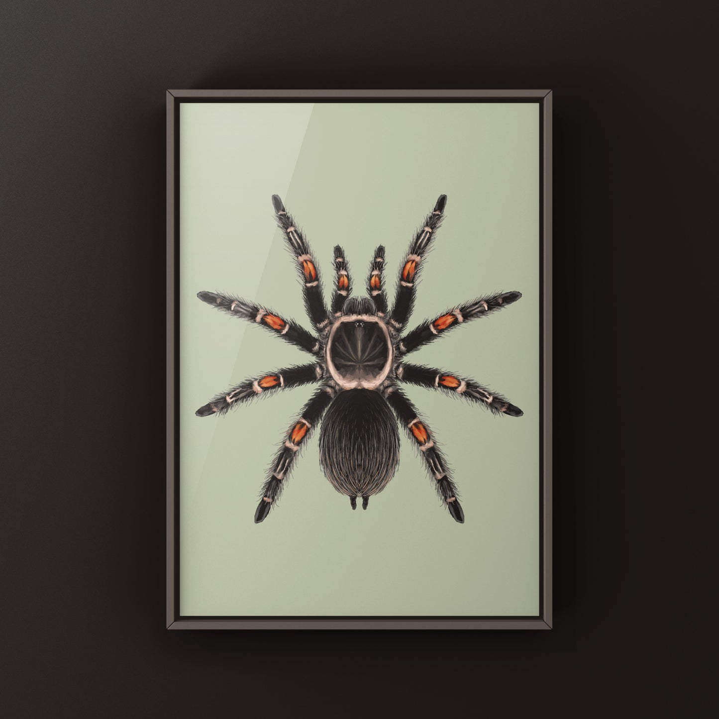 Mexican Flame Knee Tarantula, Brachypelma Auratum, Photographic Art Print