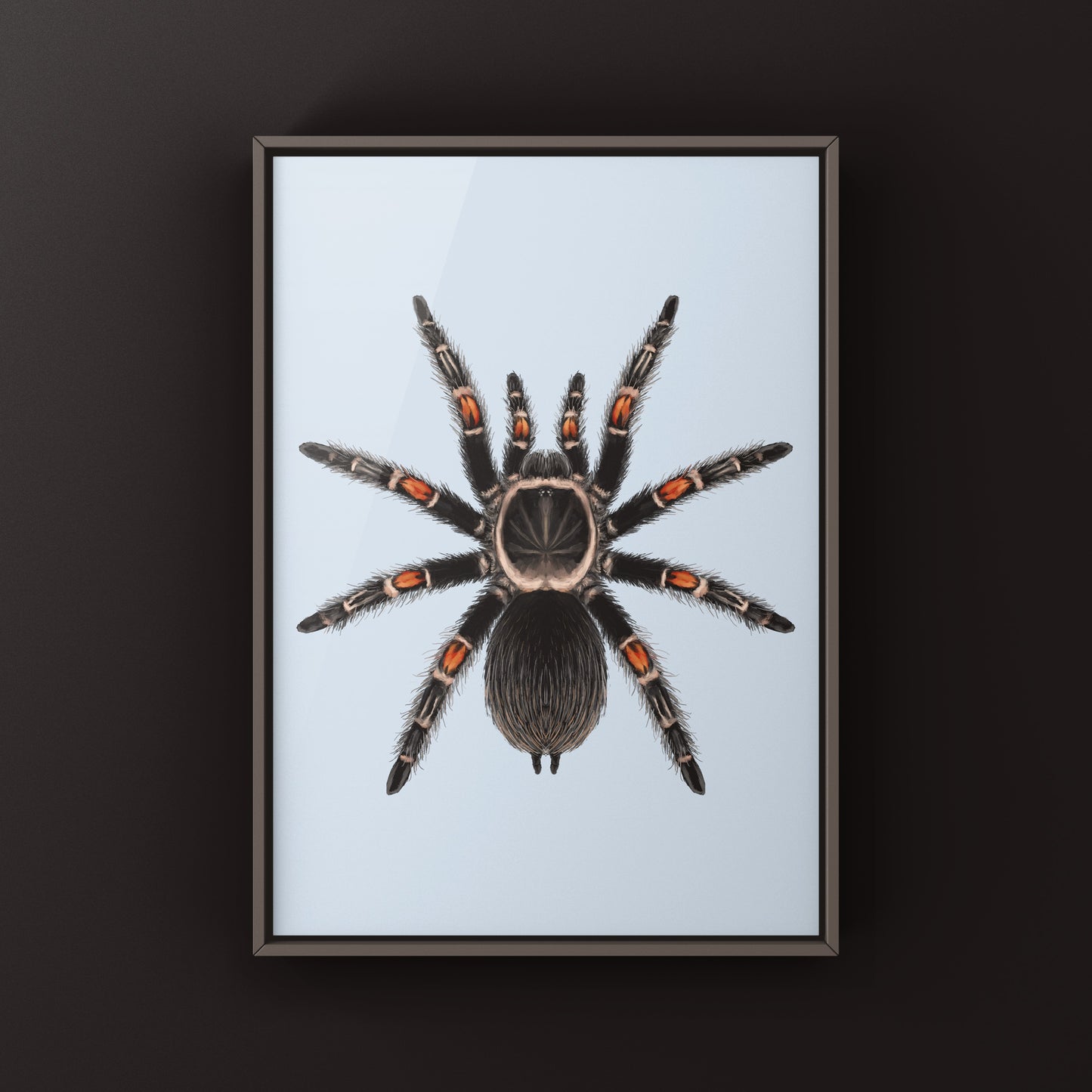 Mexican Flame Knee Tarantula, Brachypelma Auratum, Photographic Art Print