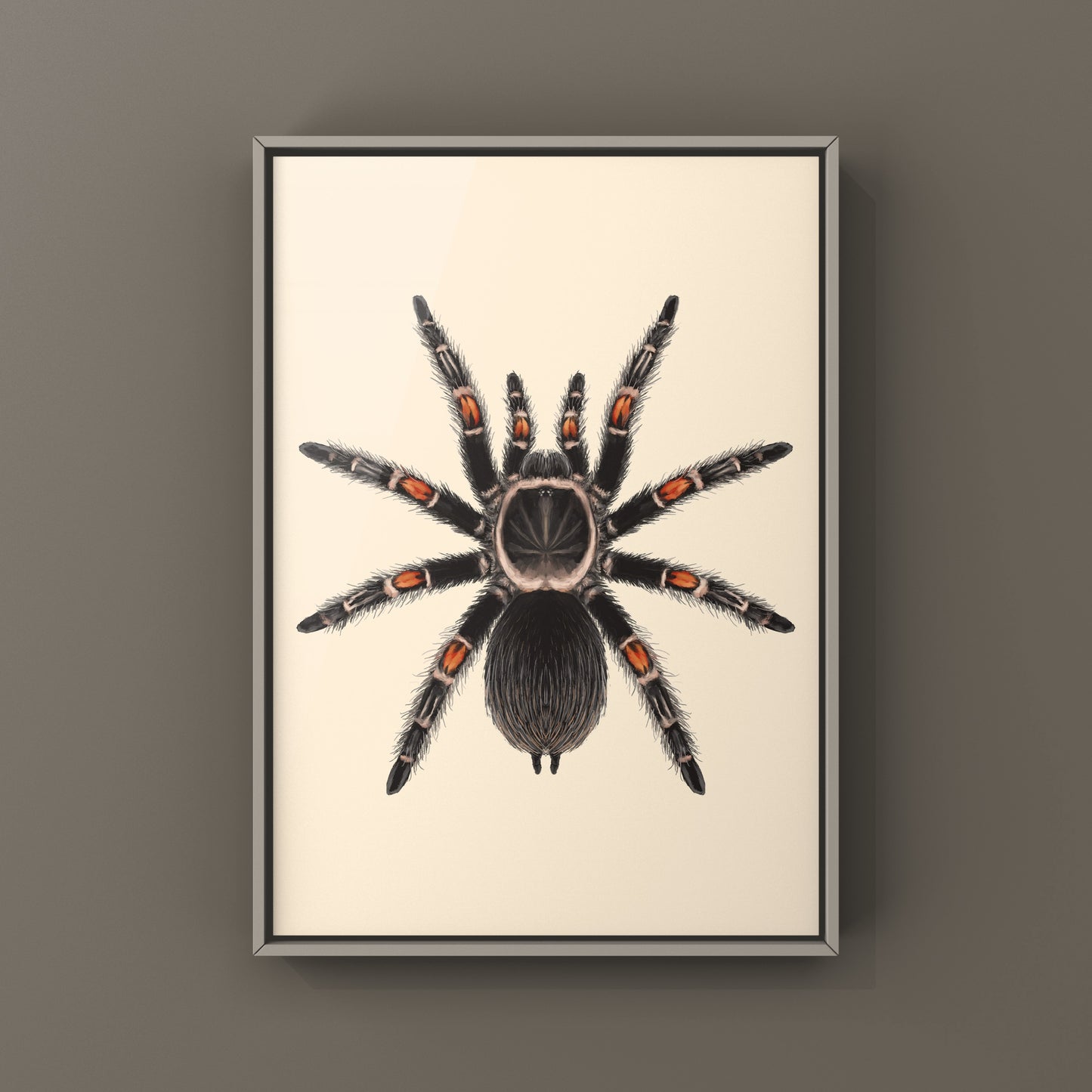 Mexican Flame Knee Tarantula, Brachypelma Auratum, Photographic Art Print