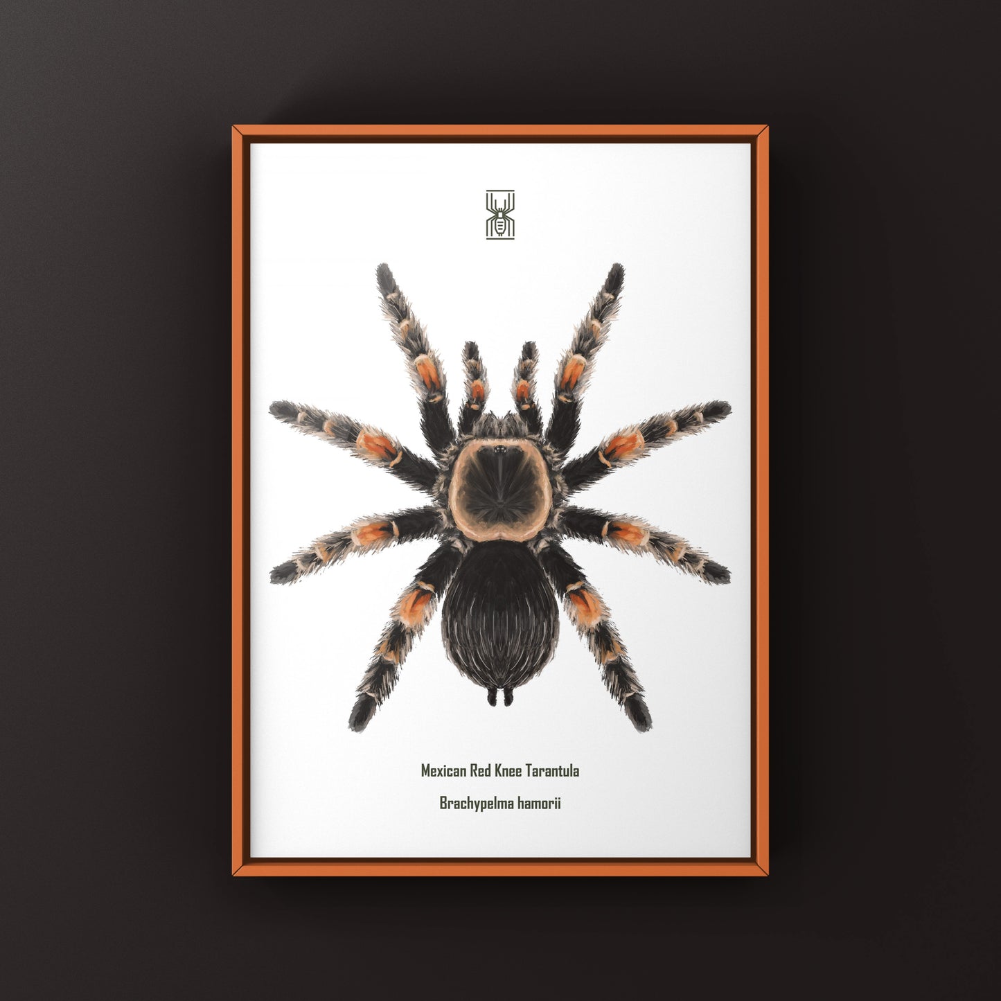 Mexcian Red Knee Tarantula, Brachypelma Hamorii, Photographic Art Print