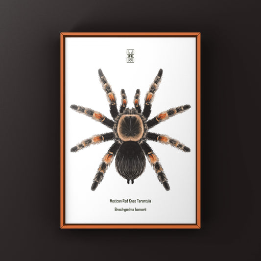 Mexcian Red Knee Tarantula, Brachypelma Hamorii, Photographic Art Print