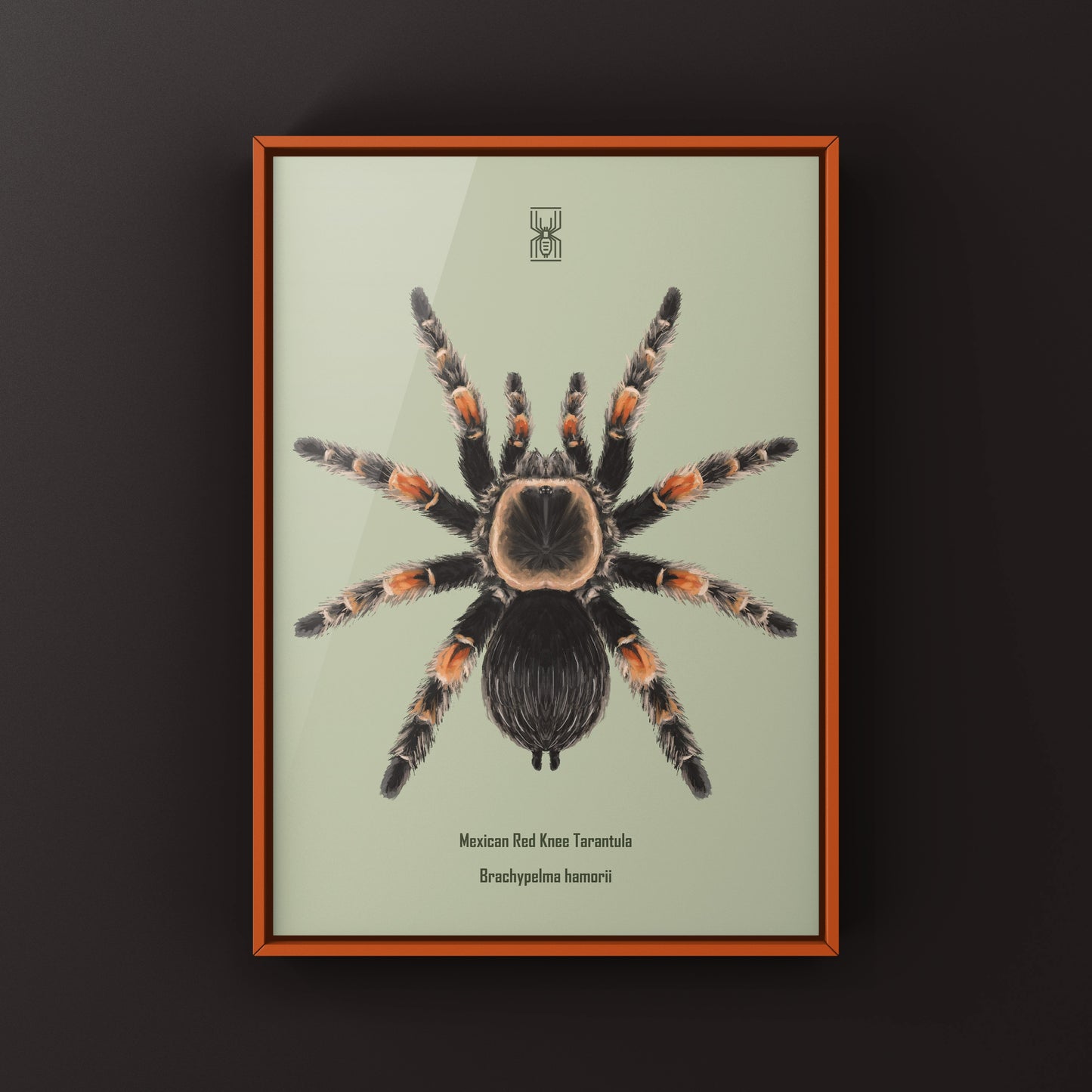 Mexcian Red Knee Tarantula, Brachypelma Hamorii, Photographic Art Print