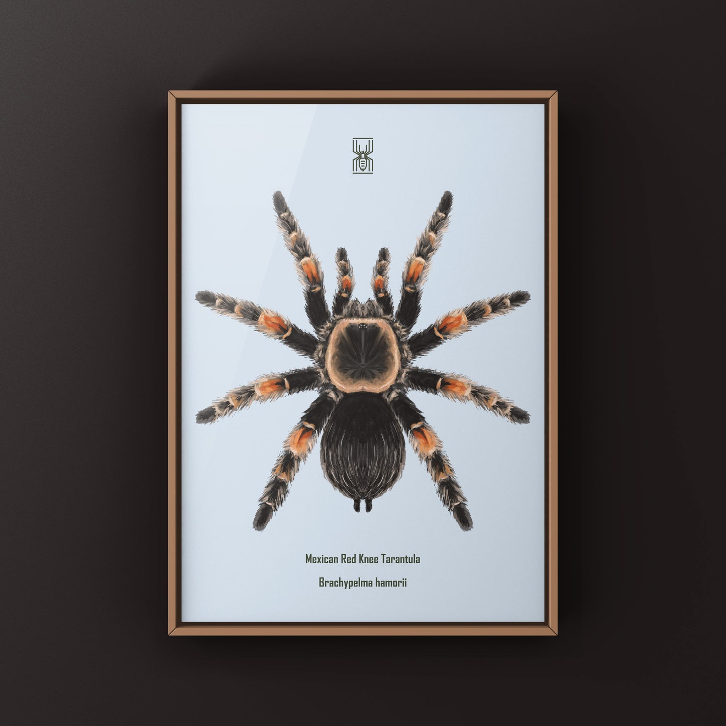 Mexcian Red Knee Tarantula, Brachypelma Hamorii, Photographic Art Print