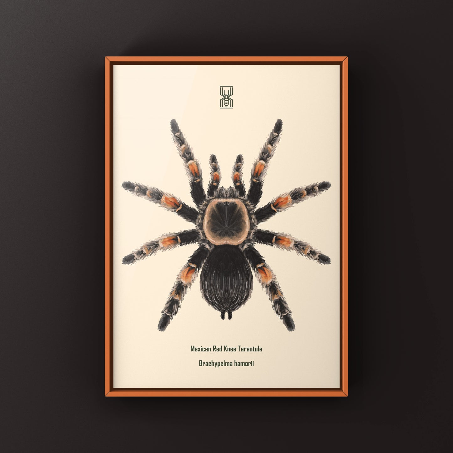 Mexcian Red Knee Tarantula, Brachypelma Hamorii, Photographic Art Print