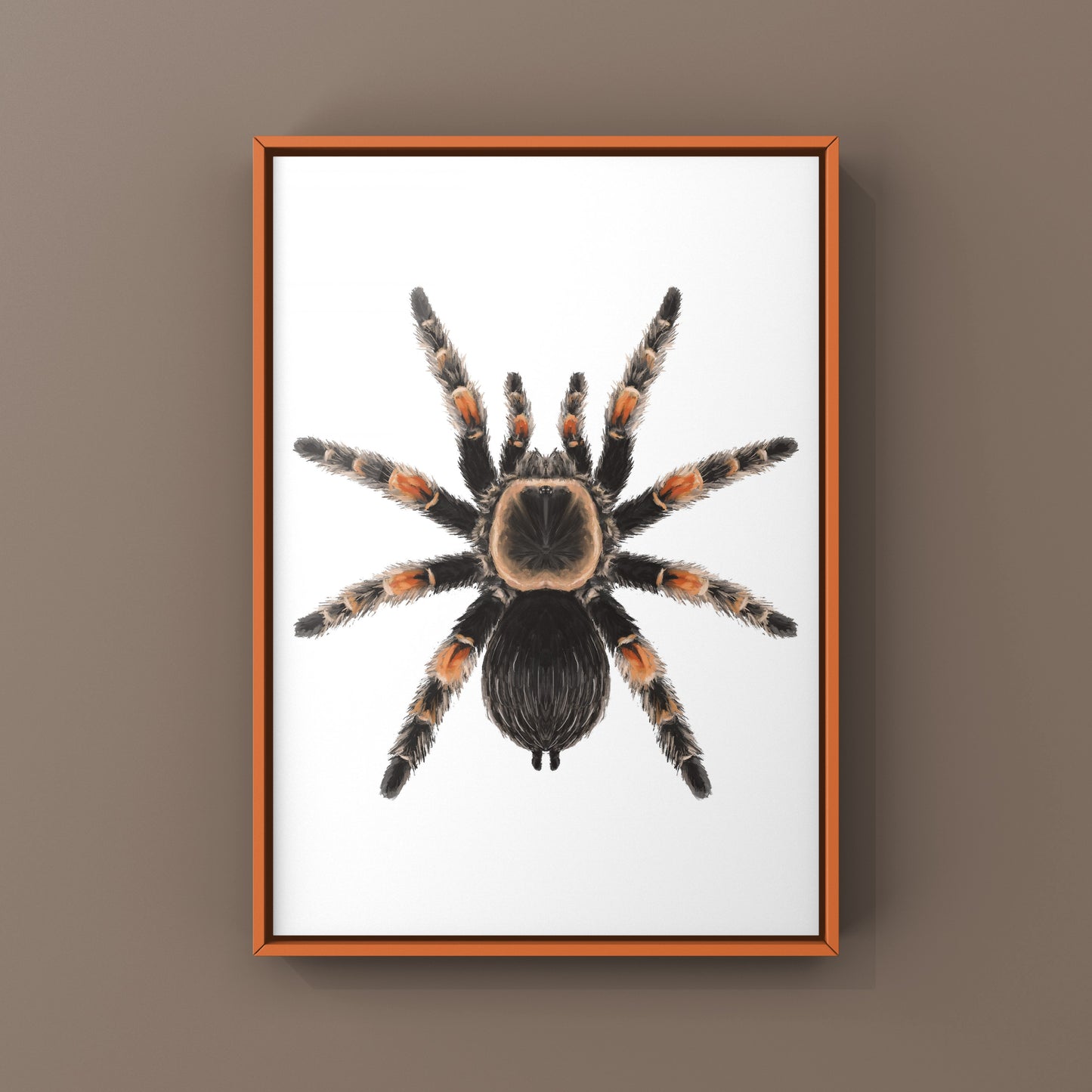 Mexcian Red Knee Tarantula, Brachypelma Hamorii, Photographic Art Print