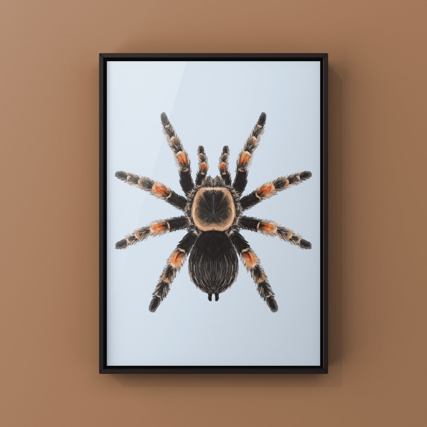 Mexcian Red Knee Tarantula, Brachypelma Hamorii, Photographic Art Print