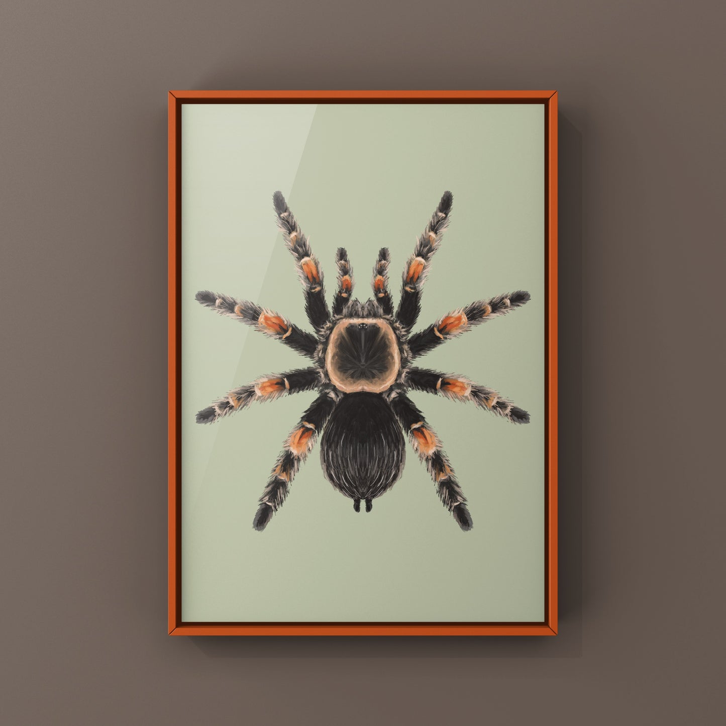 Mexcian Red Knee Tarantula, Brachypelma Hamorii, Photographic Art Print