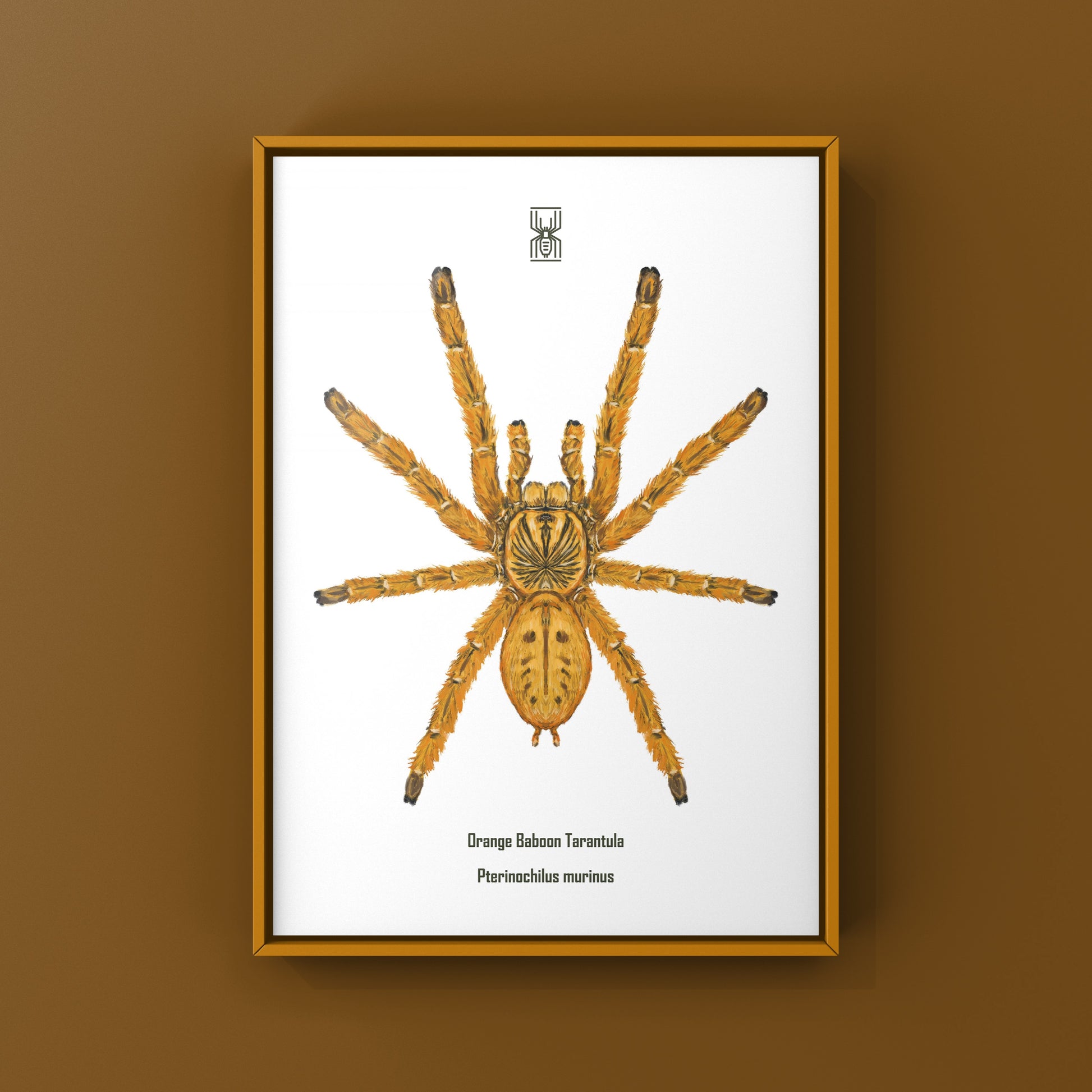 Orange Baboon Tarantula, Pterinochilus Murinus, Photographic Art Print from The Silk Ranch