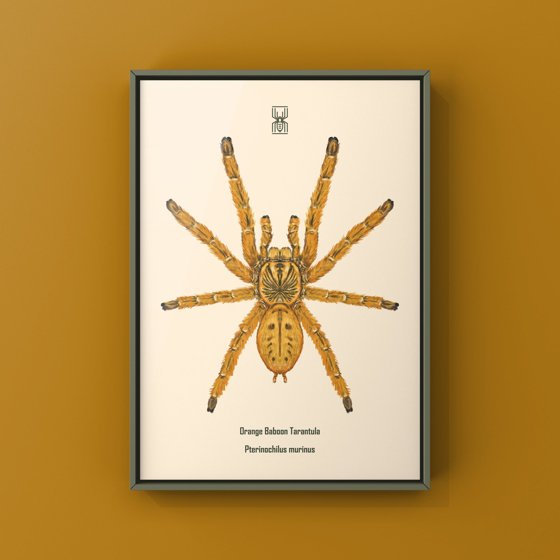 Orange Baboon Tarantula, Pterinochilus Murinus, Photographic Art Print from The Silk Ranch