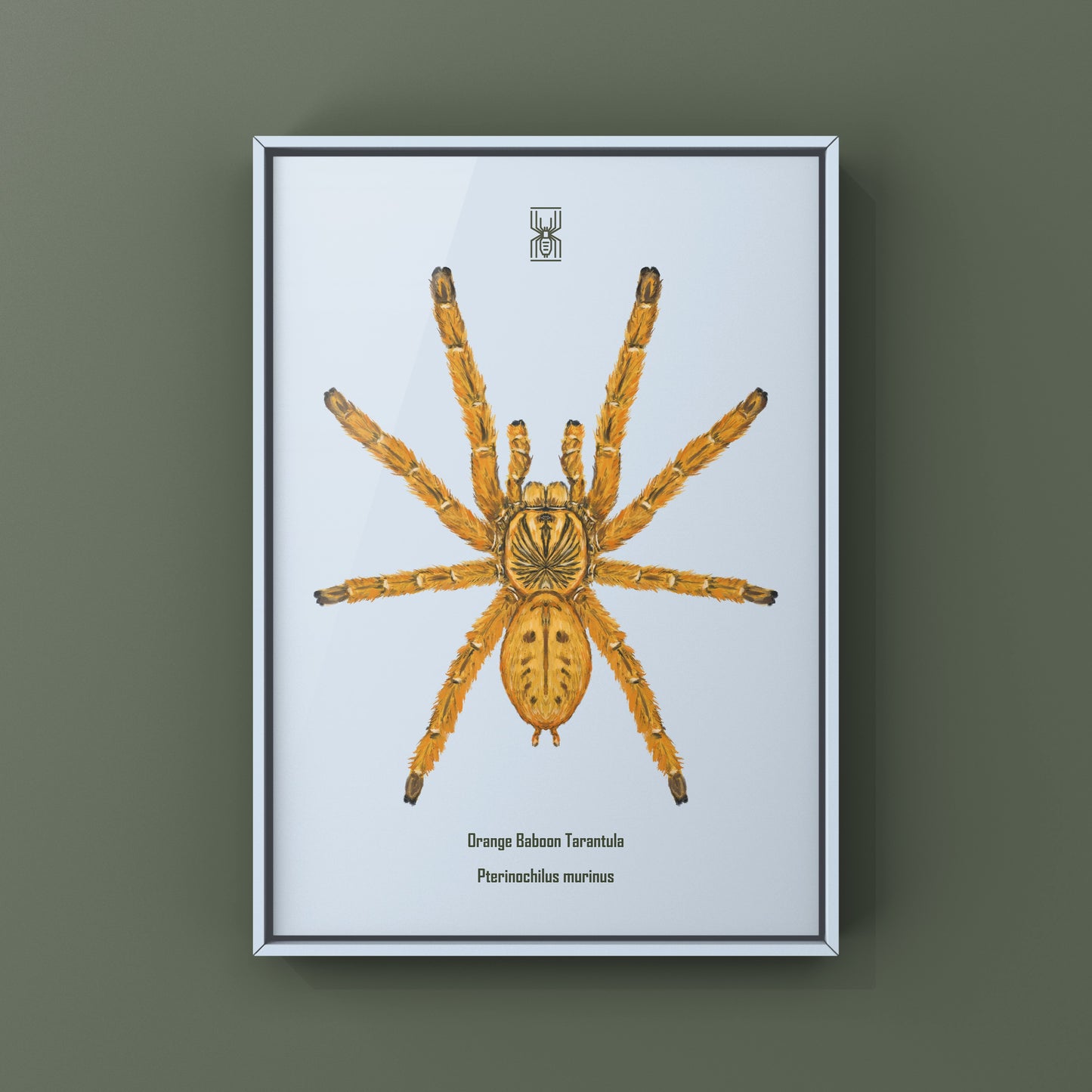 Orange Baboon Tarantula, Pterinochilus Murinus, Photographic Art Print from The Silk Ranch