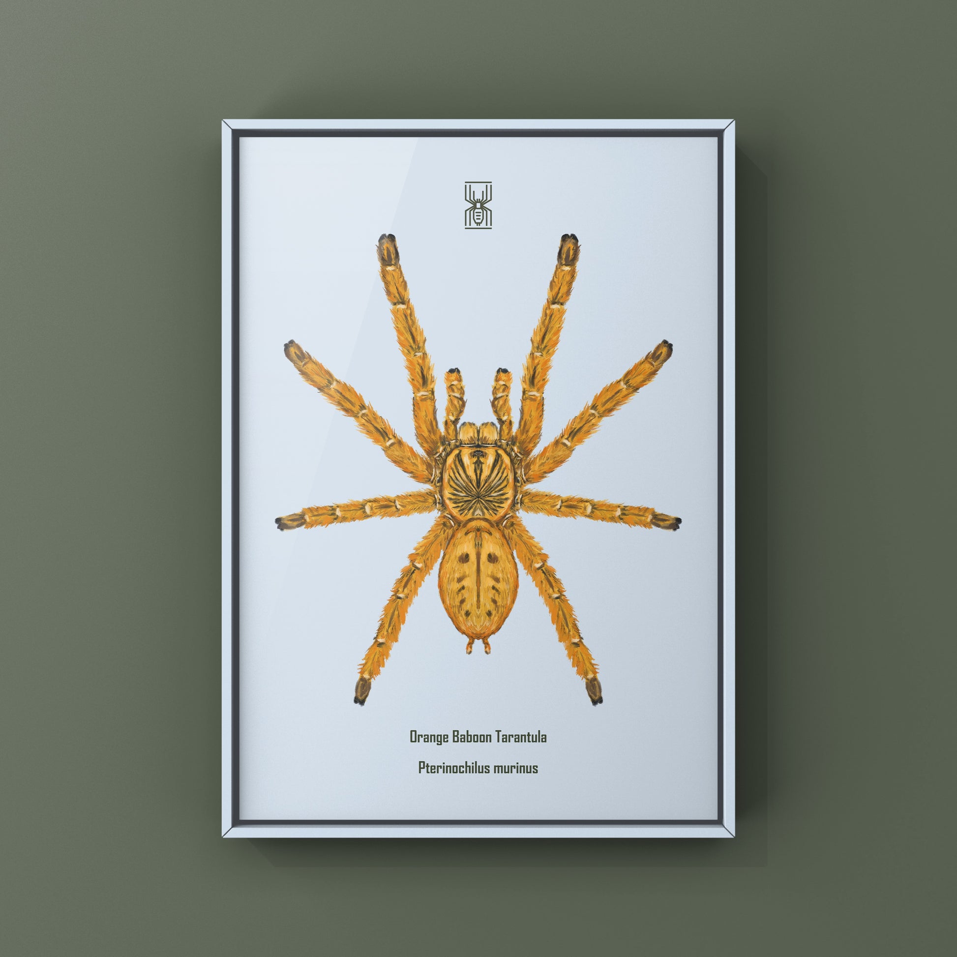 Orange Baboon Tarantula, Pterinochilus Murinus, Photographic Art Print from The Silk Ranch