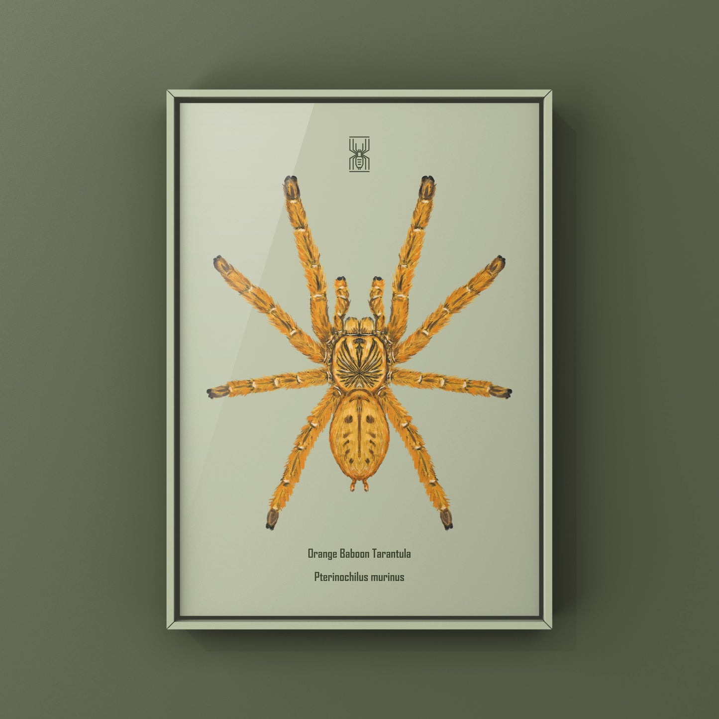 Orange Baboon Tarantula, Pterinochilus Murinus, Photographic Art Print from The Silk Ranch