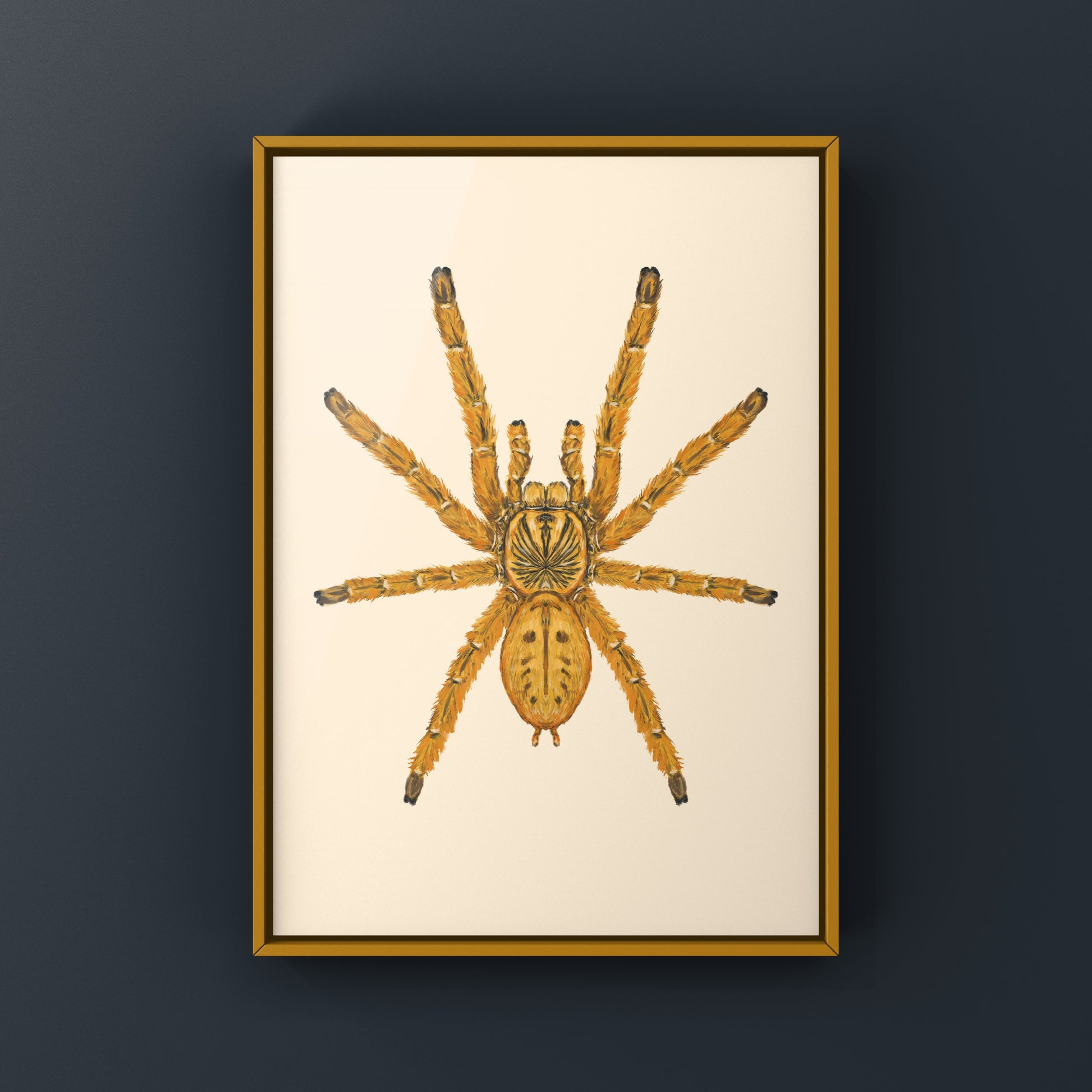 Orange Baboon Tarantula, Pterinochilus Murinus, Photographic Art Print from The Silk Ranch