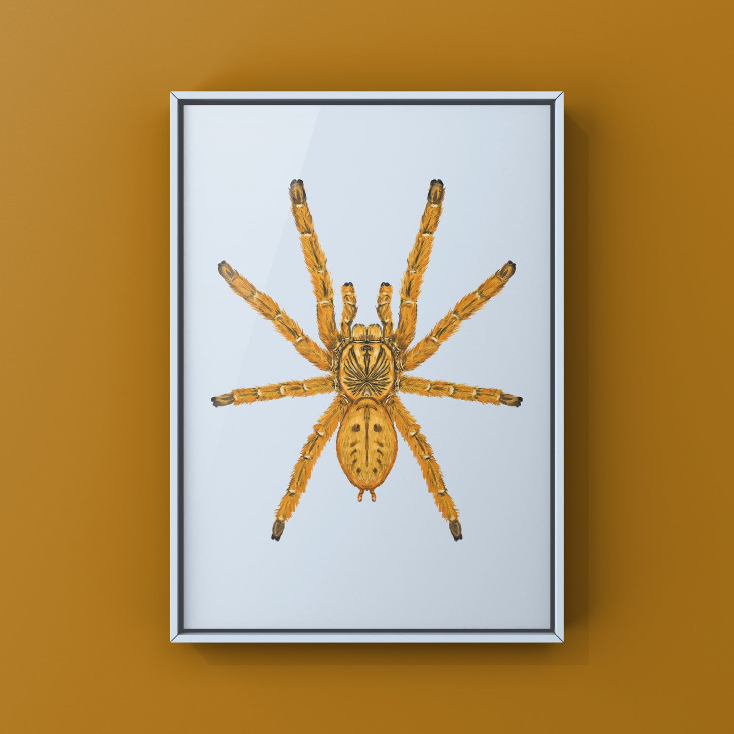 Orange Baboon Tarantula, Pterinochilus Murinus, Photographic Art Print from The Silk Ranch