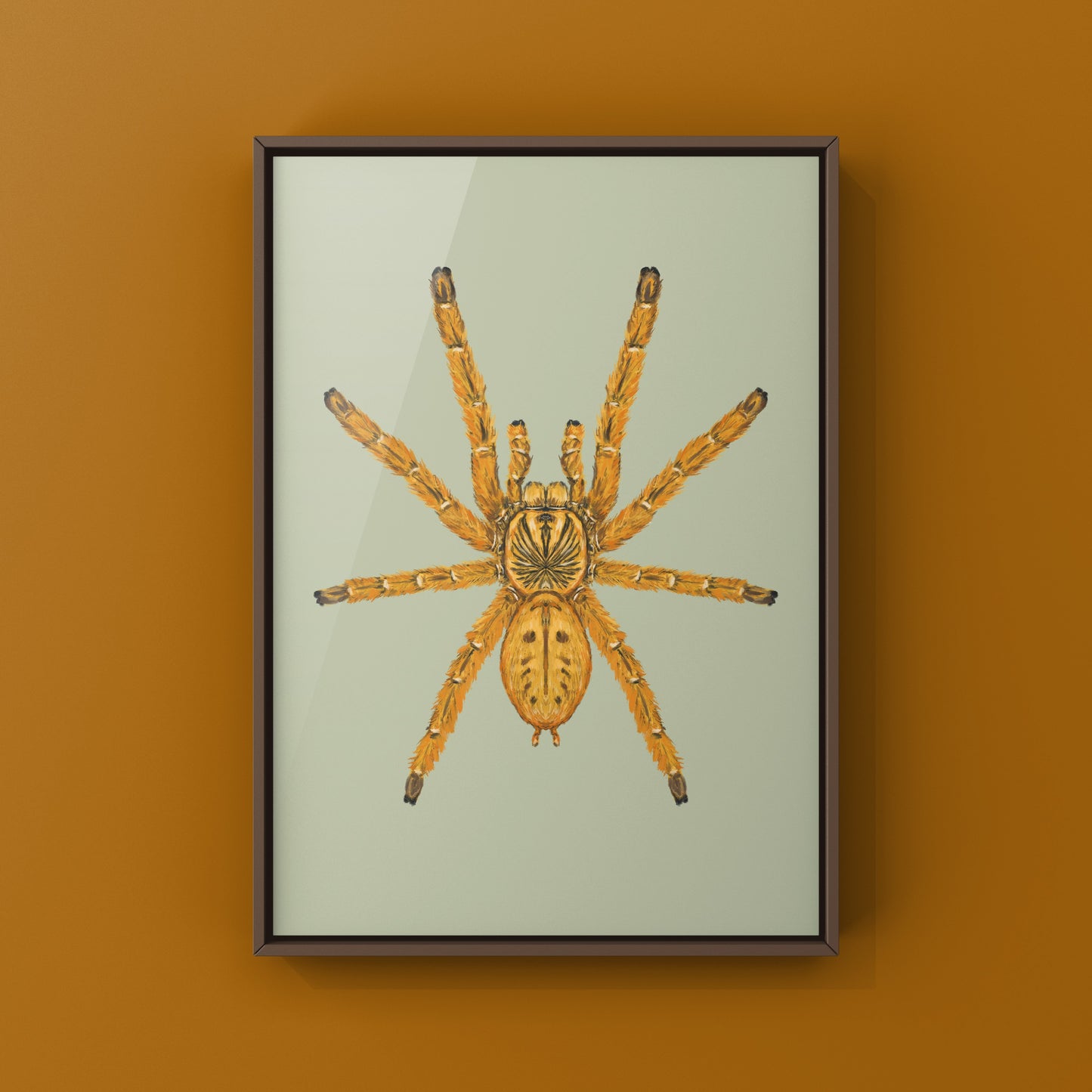 Orange Baboon Tarantula, Pterinochilus Murinus, Photographic Art Print from The Silk Ranch