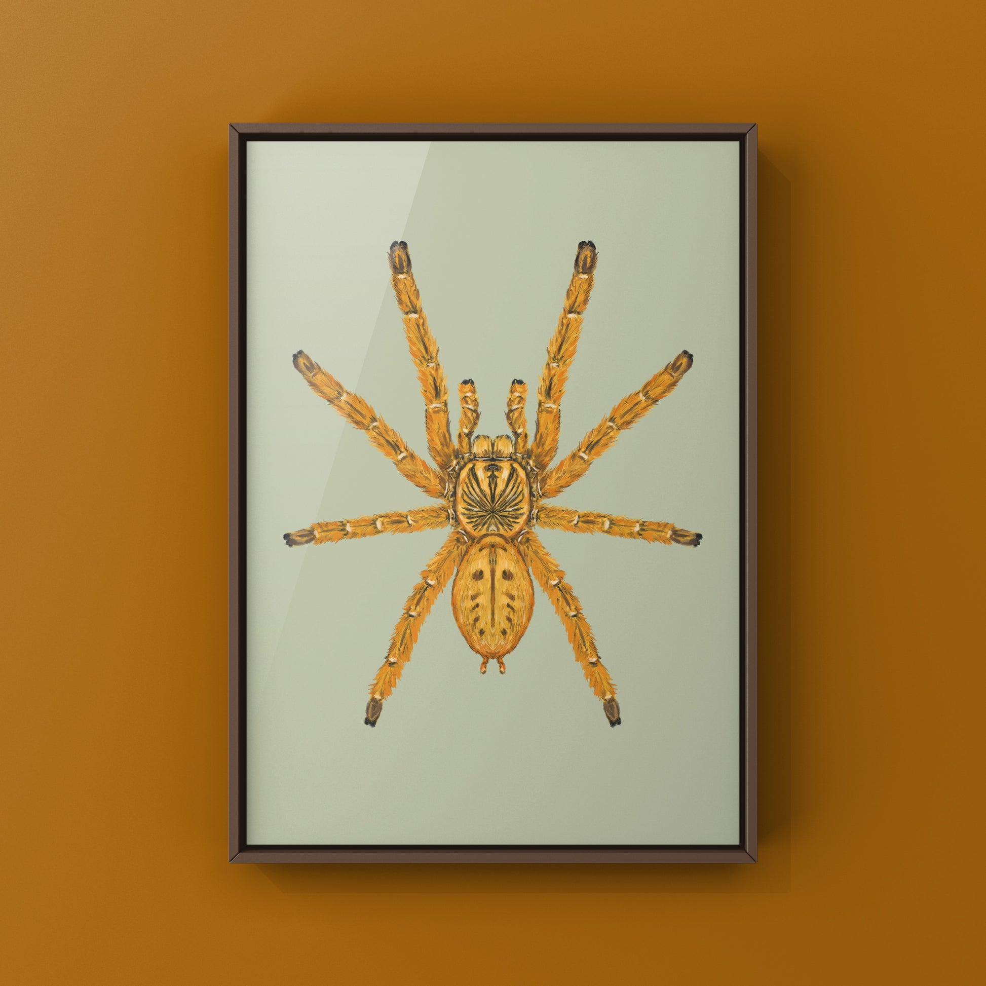Orange Baboon Tarantula, Pterinochilus Murinus, Photographic Art Print from The Silk Ranch