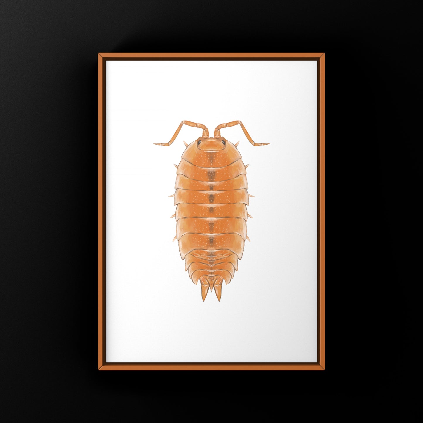 Orange Scaber Isopod, Porcellio Scaber Orange, Photographic Art Print