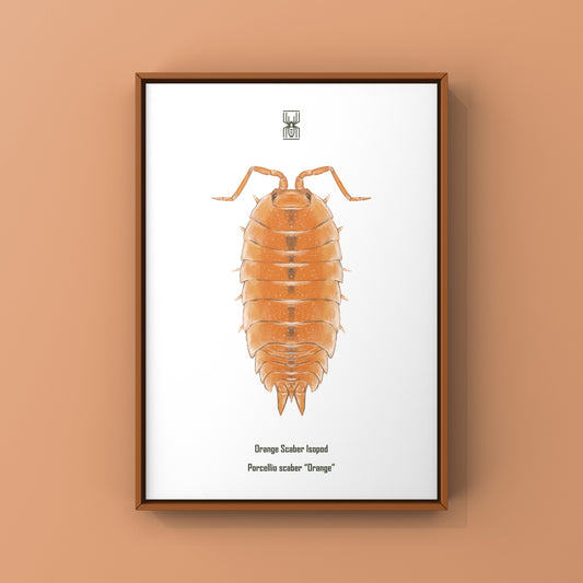 Orange Scaber Isopod, Porcellio Scaber Orange, Photographic Art Print