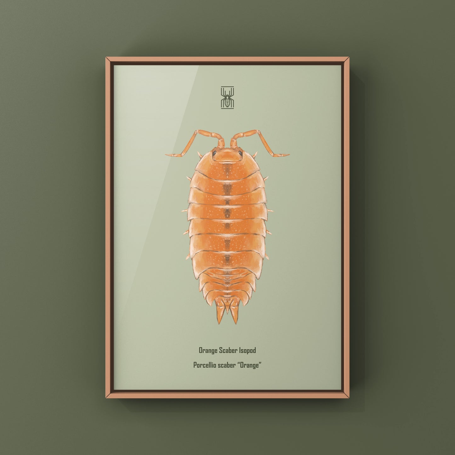 Orange Scaber Isopod, Porcellio Scaber Orange, Photographic Art Print
