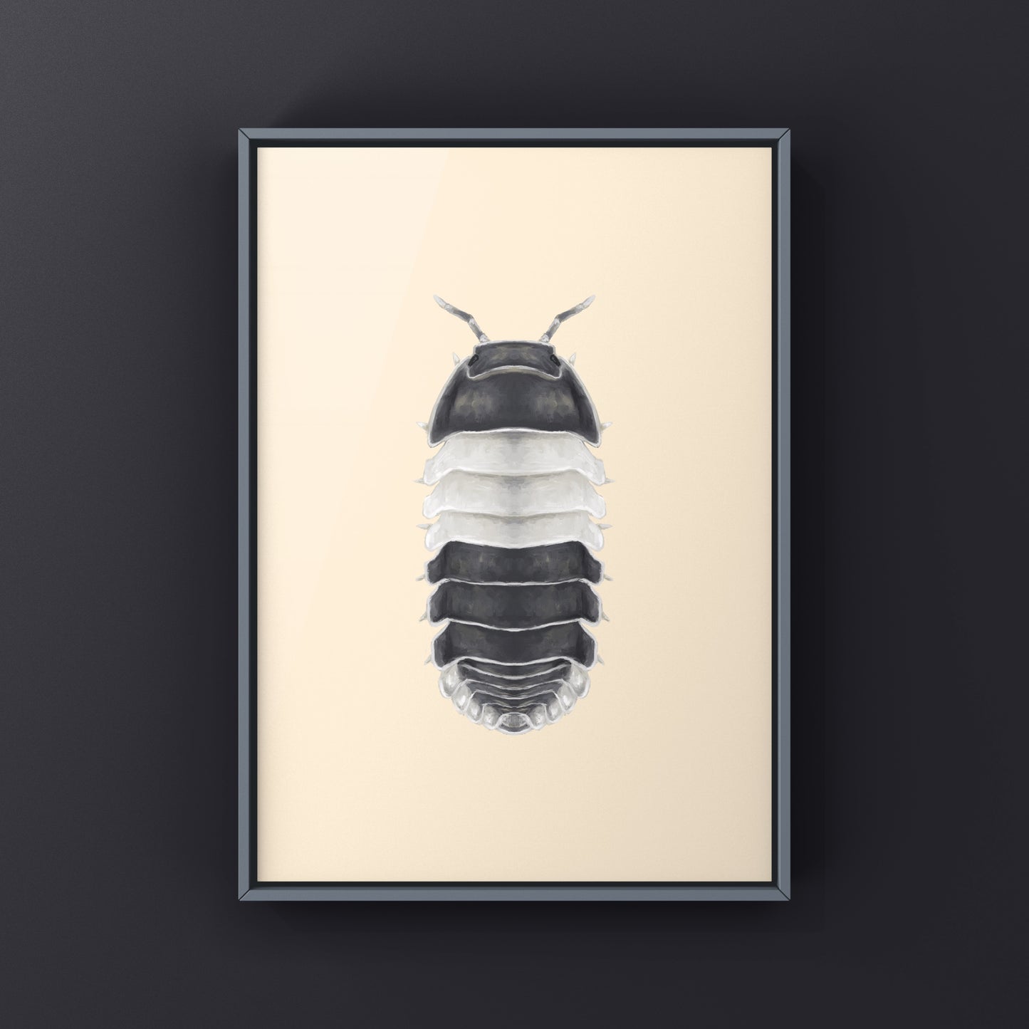 Panda King Isopod, Cubaris sp. Panda King, Photographic Art Print