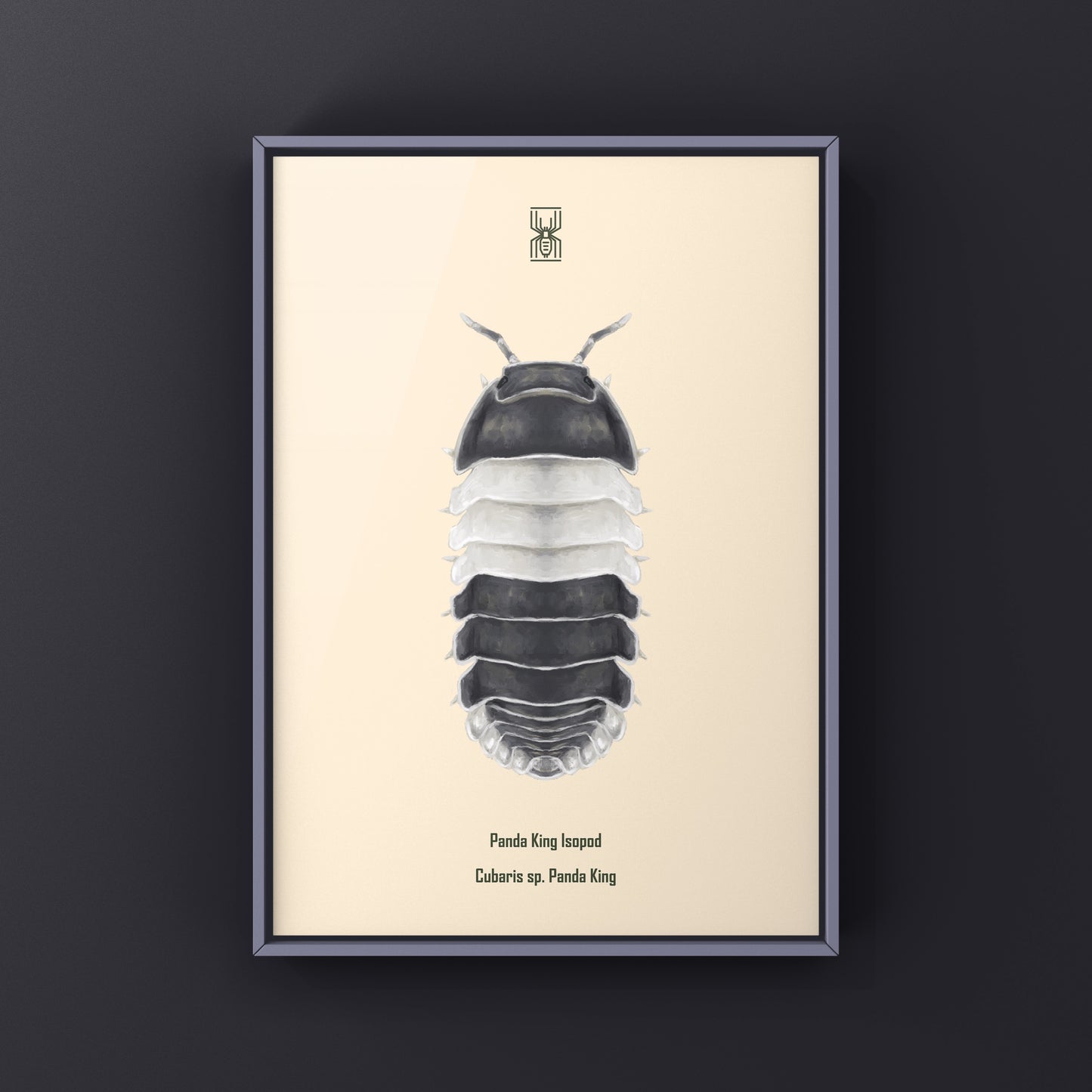 Panda King Isopod, Cubaris sp. Panda King, Photographic Art Print