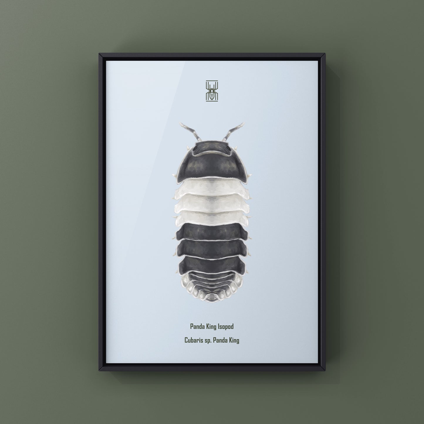 Panda King Isopod, Cubaris sp. Panda King, Photographic Art Print