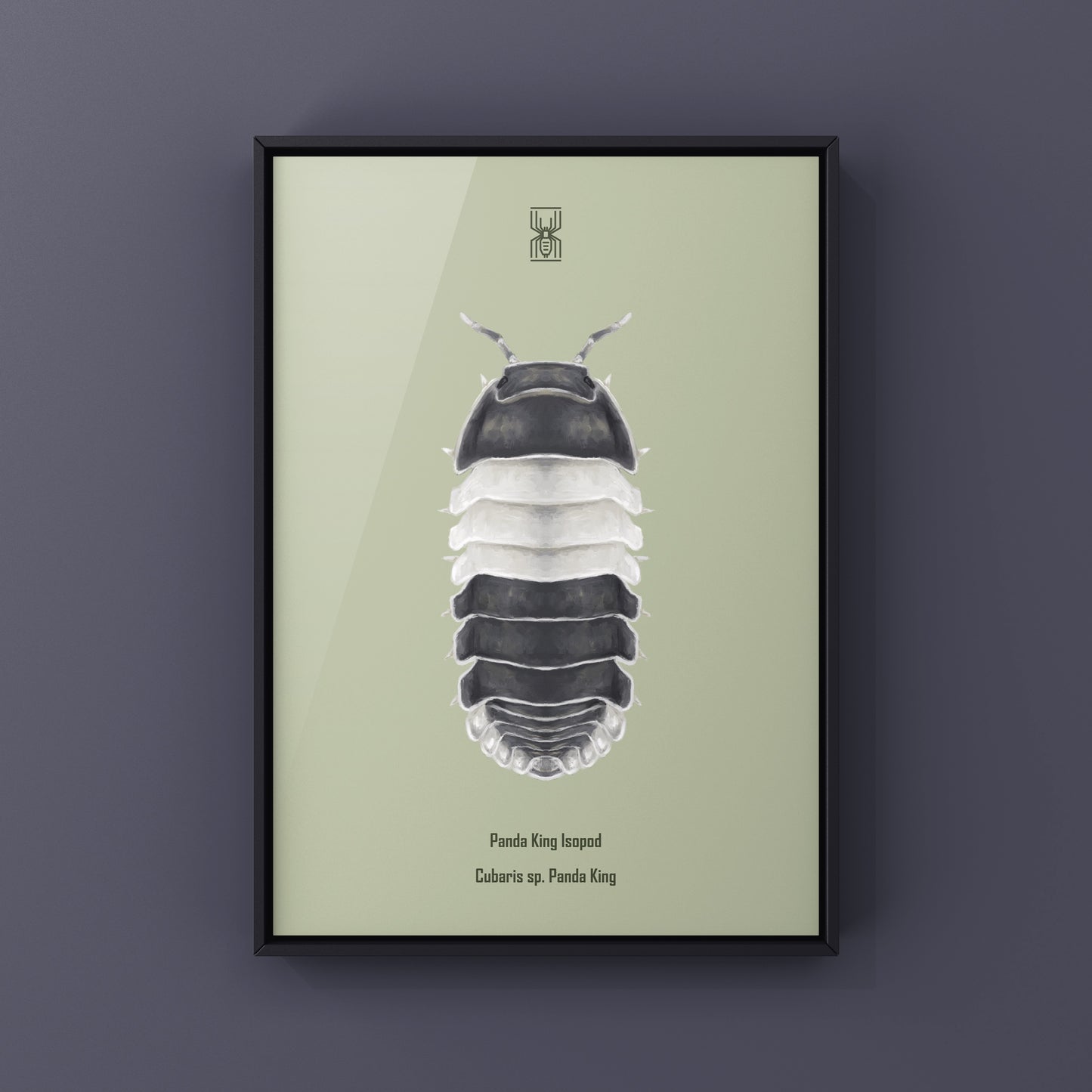 Panda King Isopod, Cubaris sp. Panda King, Photographic Art Print