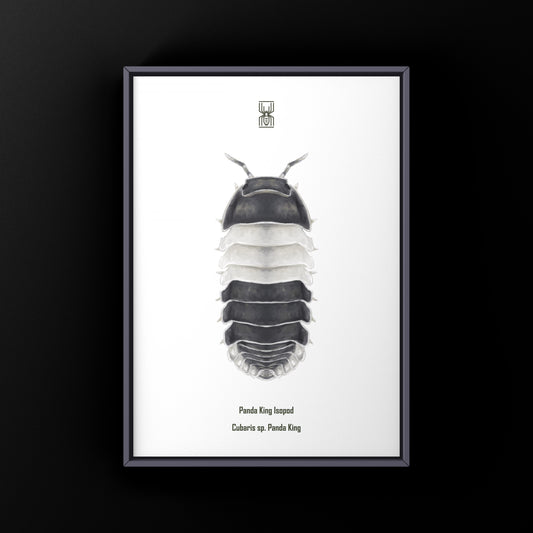 Panda King Isopod, Cubaris sp. Panda King, Photographic Art Print