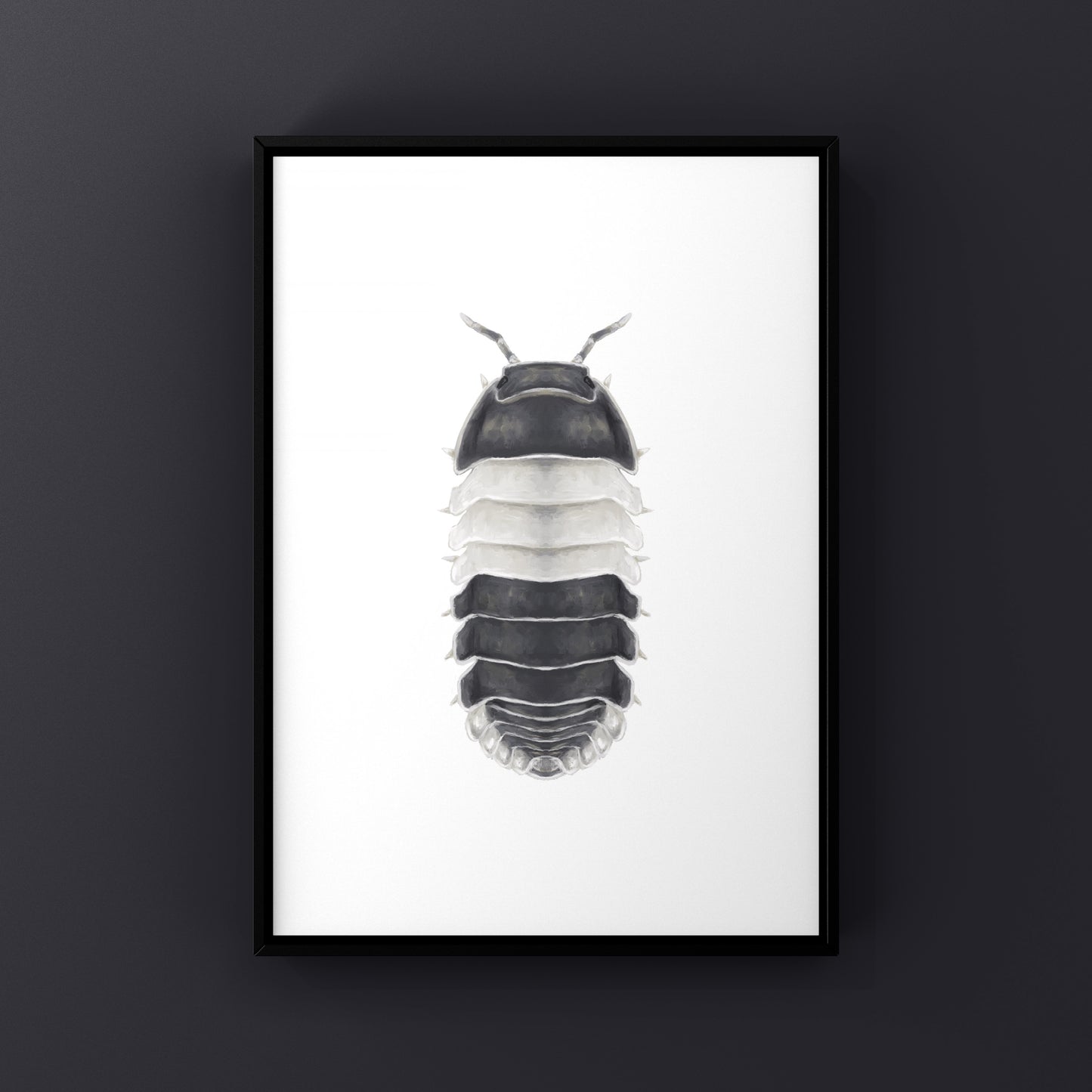 Panda King Isopod, Cubaris sp. Panda King, Photographic Art Print