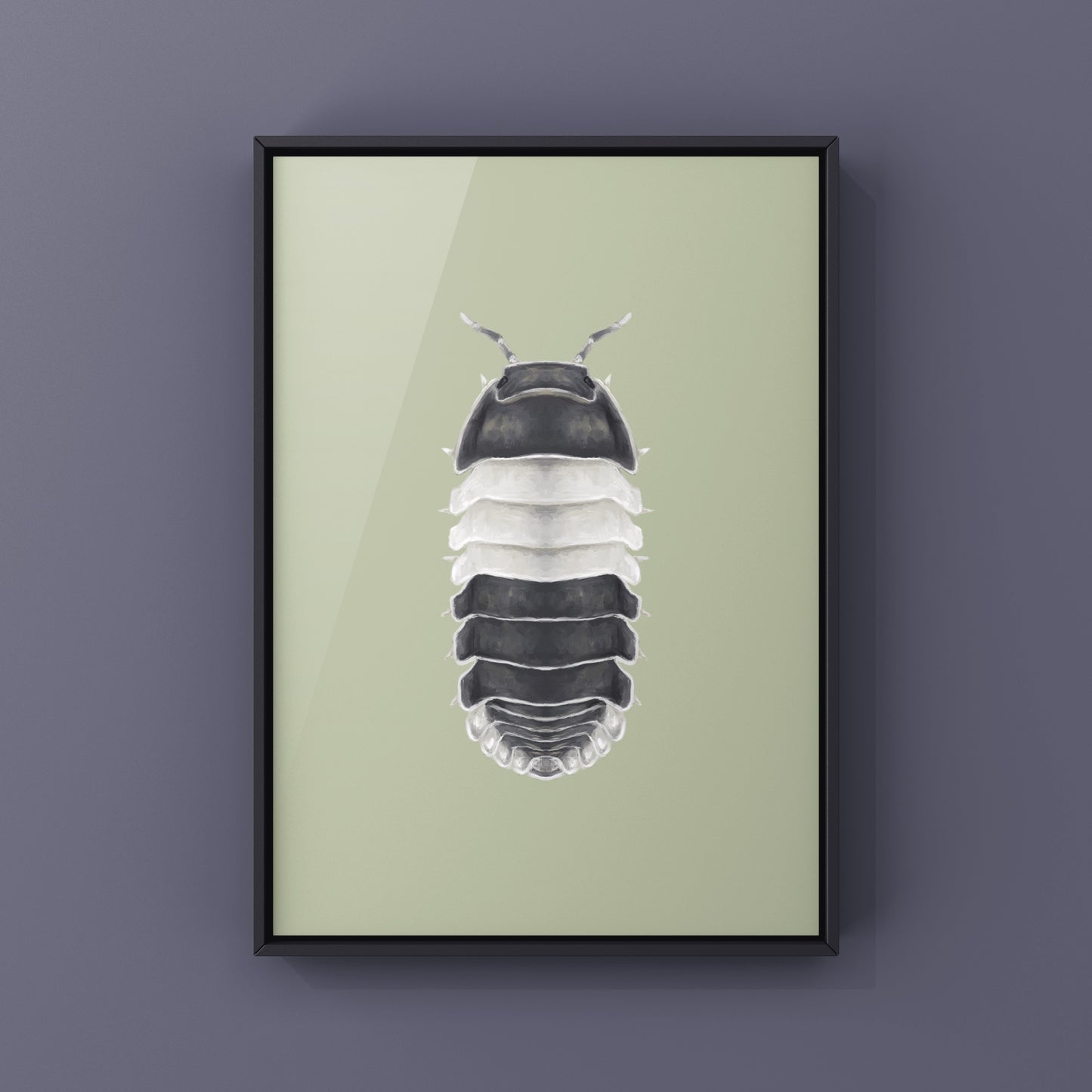 Panda King Isopod, Cubaris sp. Panda King, Photographic Art Print